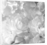 Roses by Assaf Frank